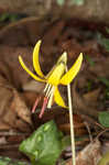 Dogtooth violet